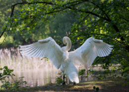 mindfulness en zelfcompassie zijn als de beide vleugels van een vogel