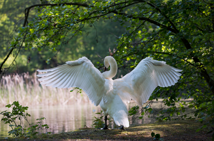 mindfulness en zelfcompassie zijn als de beide vleugels van een vogel